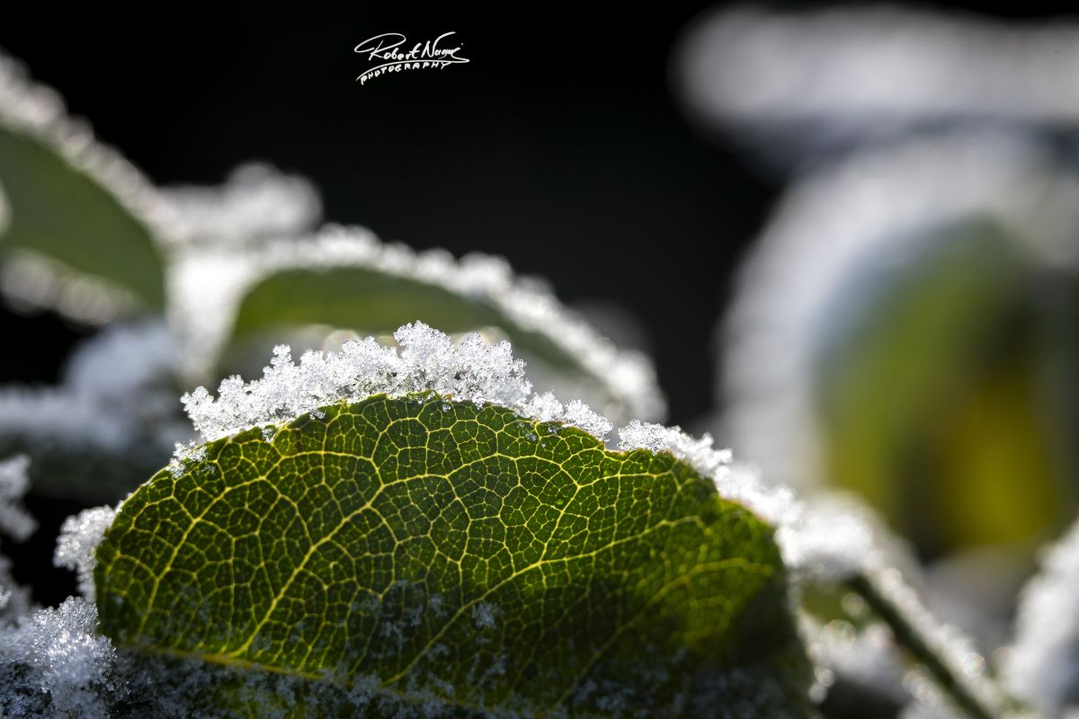 Photographer RobertNagaj, Weather Photos in Hamburg - Weawow