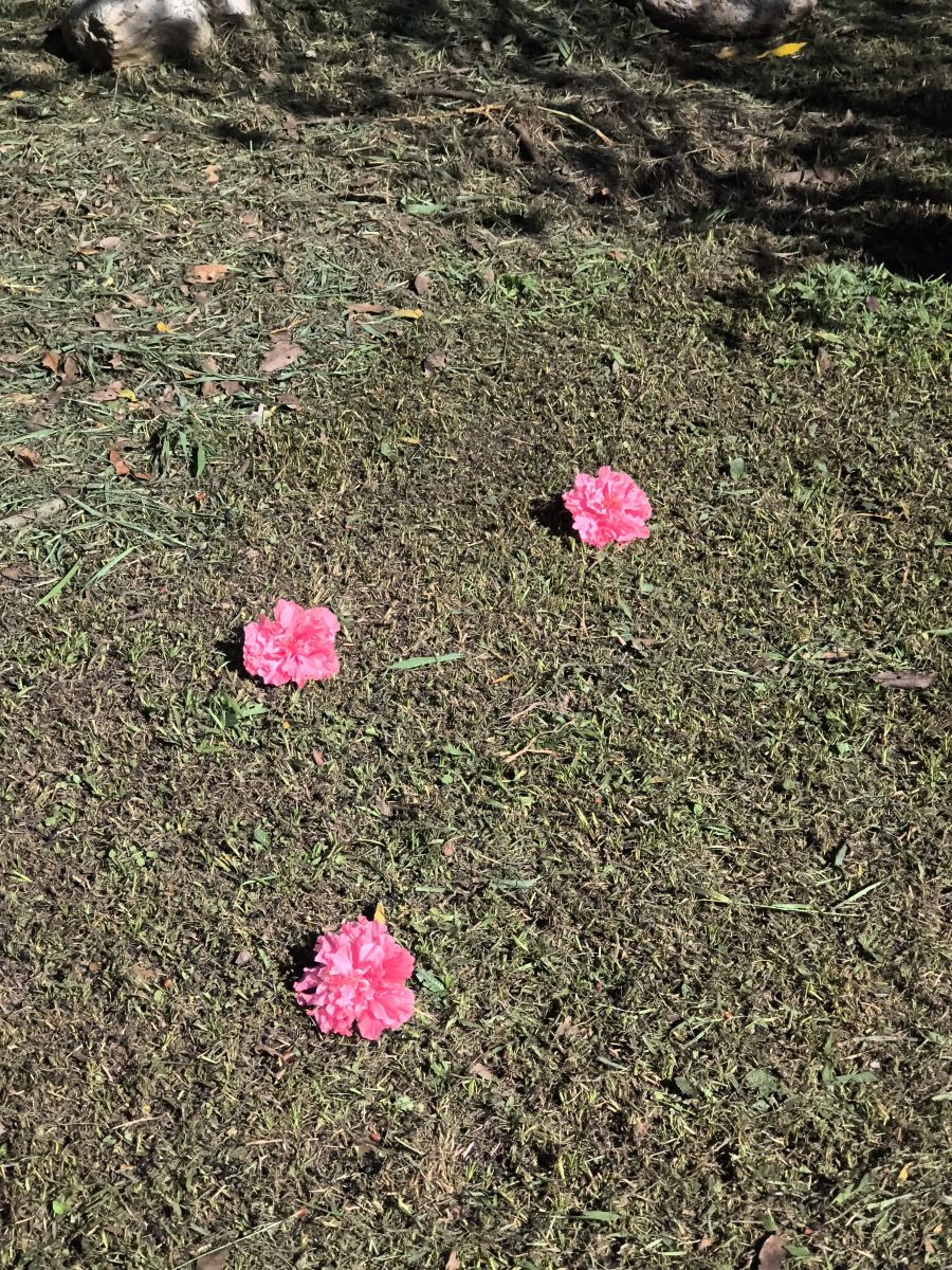 写真家 Joserobertos74、Paranáの天気写真 - Weawow