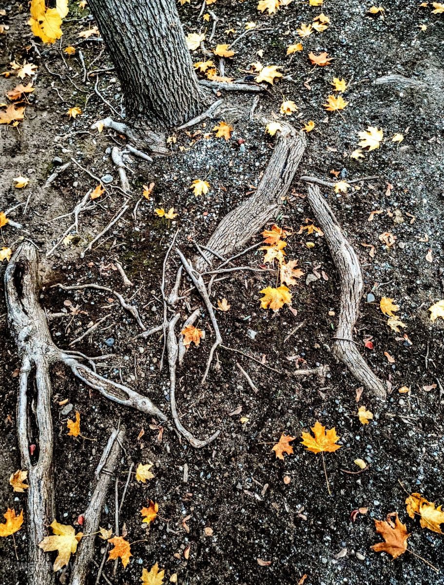 奇科的天气照片. 天气预报，带Ghostroku精美的照片