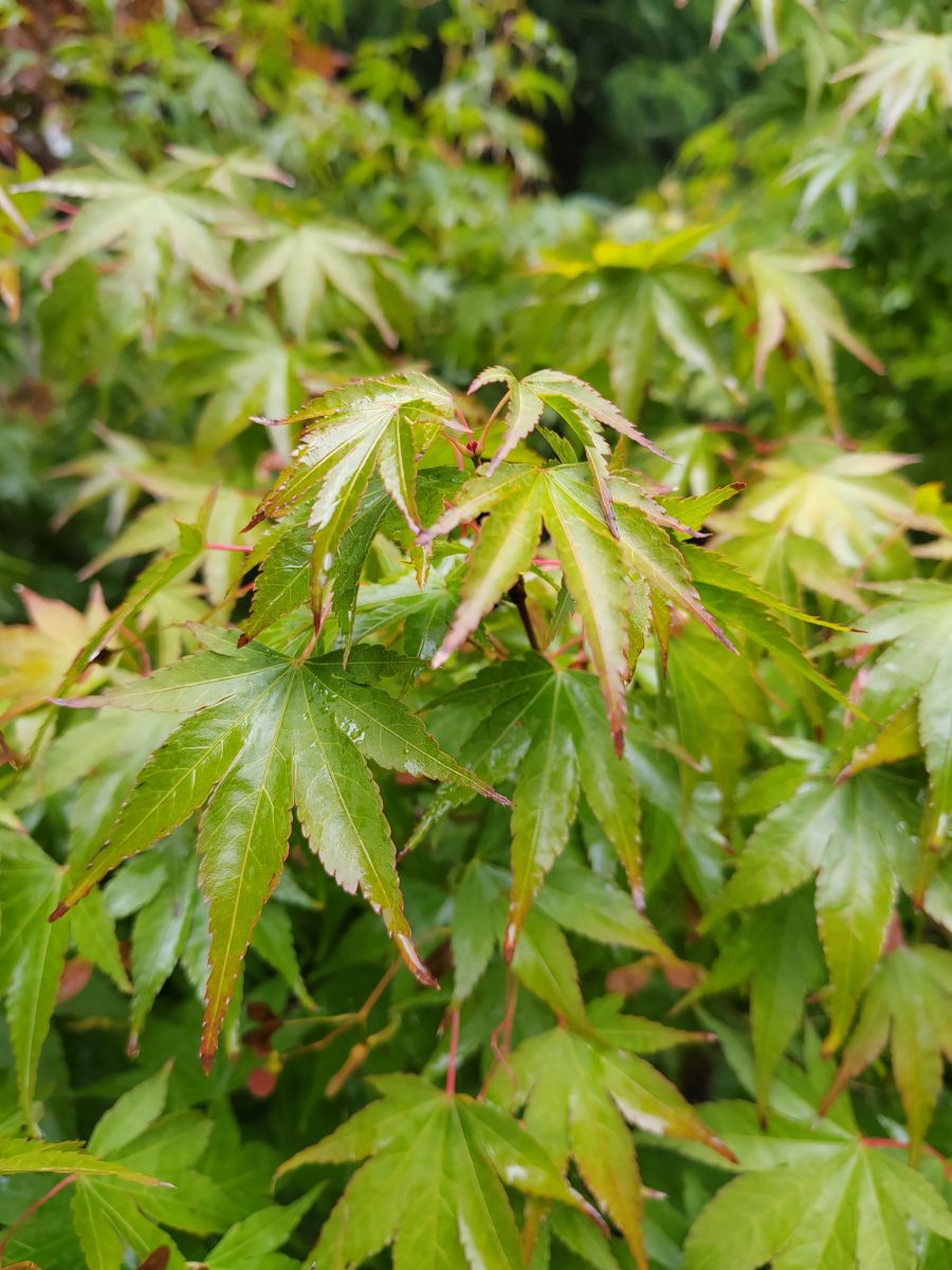 摄影师 Albert_Smelovtsev，Roza Khutor的天气照片 - Weawow