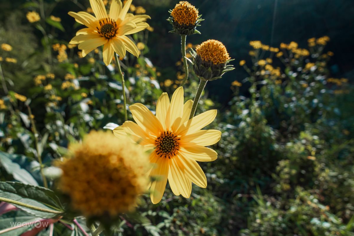 Fotografii cu Floarea-soarelui. Prognoze meteo cu poze minunate făcute de ivaylo_kozarev în Bulgaria