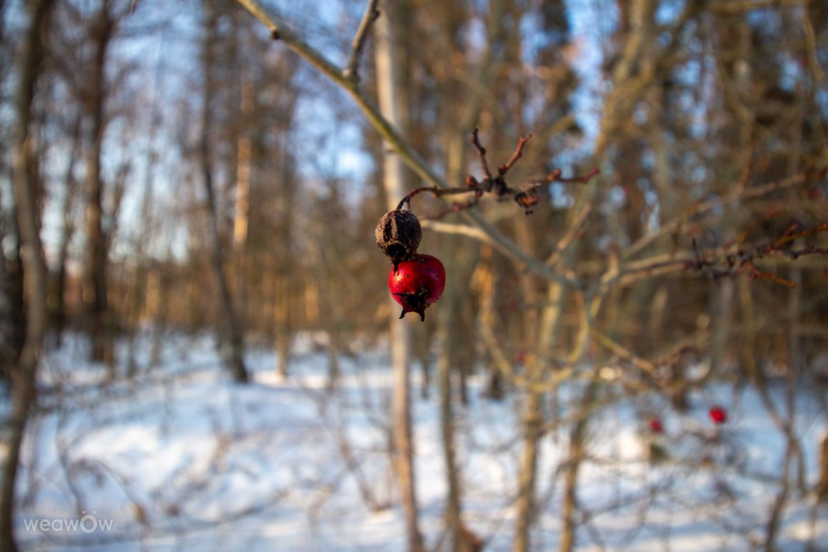Fotos do tempo em Svetlogorsk. Previsões do tempo com lindas fotos de vintilator
