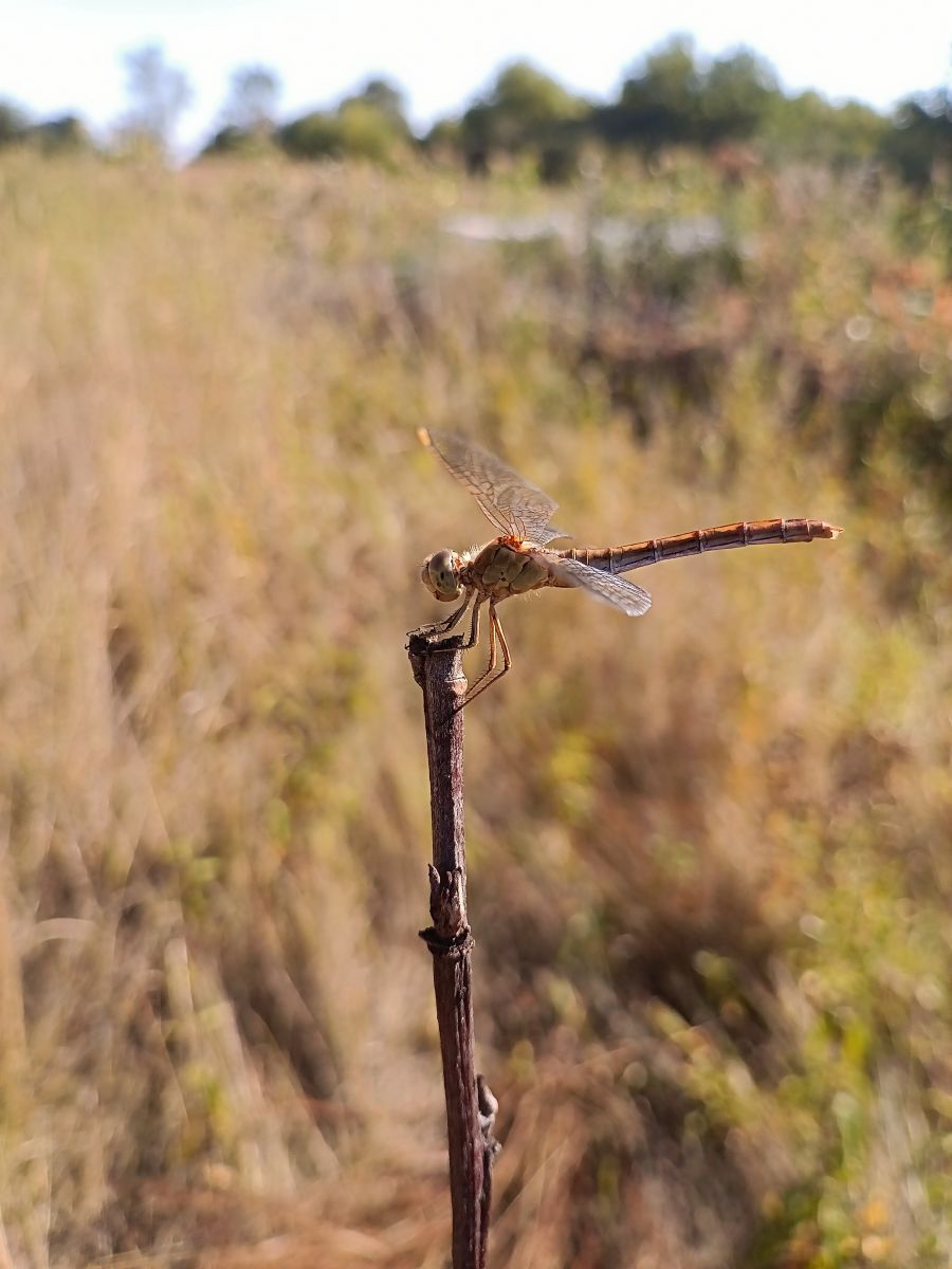 Fotos sobre el clima en Óblast de Sumy. Pronósticos del tiempo con hermosas fotos de Максим Василець