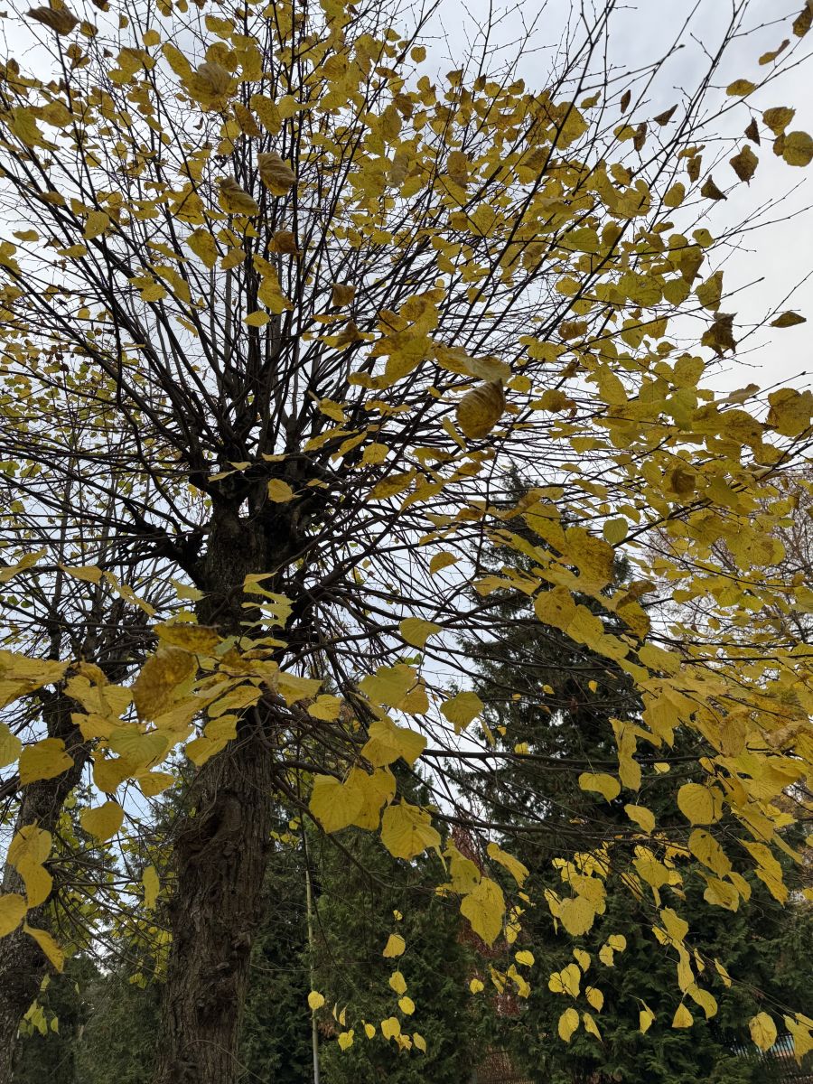 Photographer Svet-Lana, Weather Photos in Jūrmala - Weawow