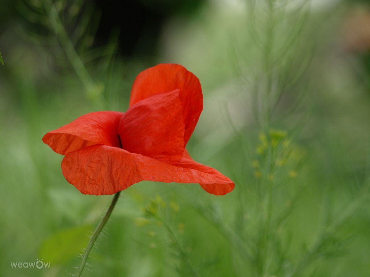 Fotos sobre el clima en Bulgaria. Pronósticos del tiempo con hermosas fotos de Dolcegusto