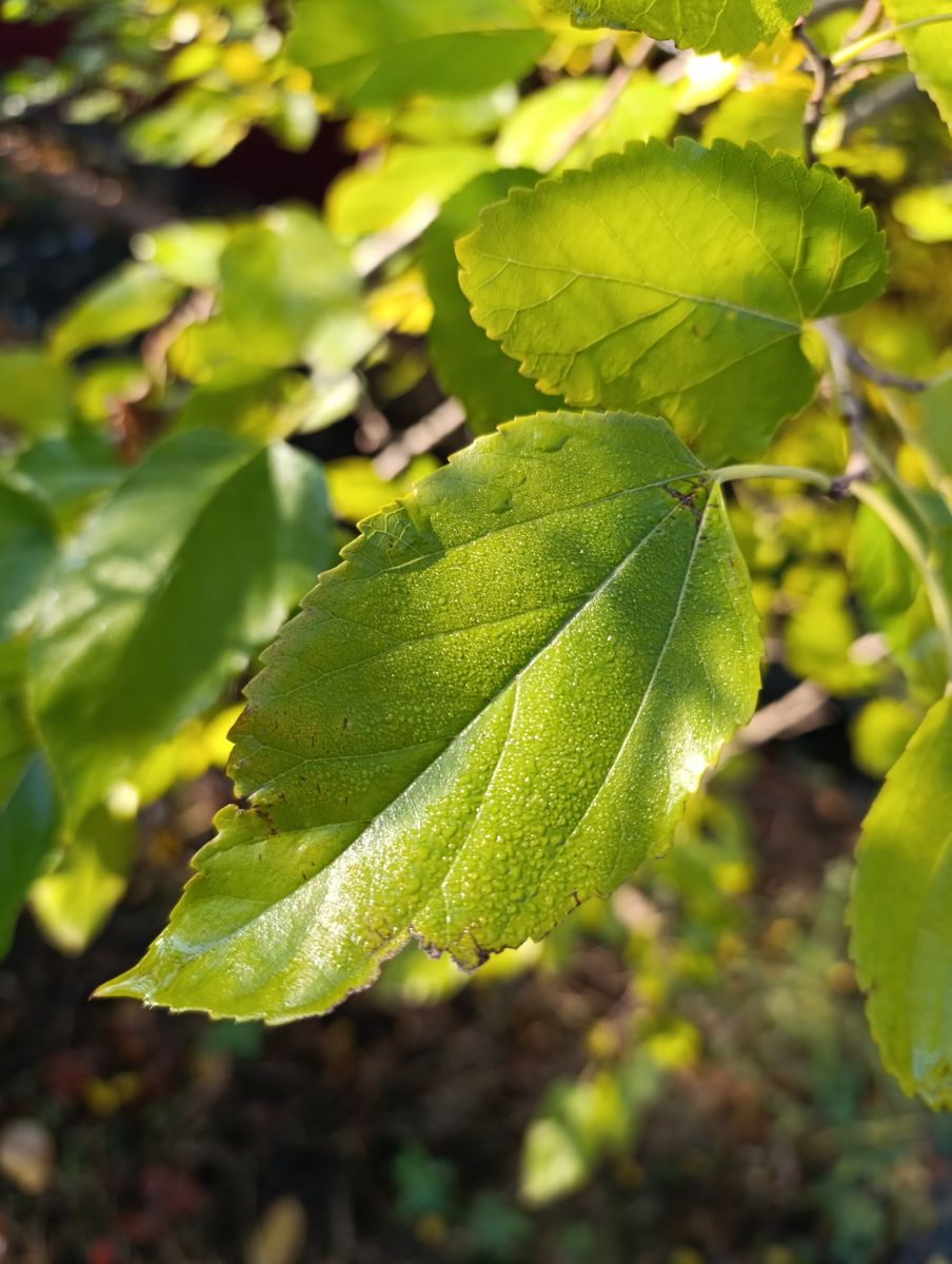 ルハーンシクの天気写真. Анжの美しい写真による天気予報
