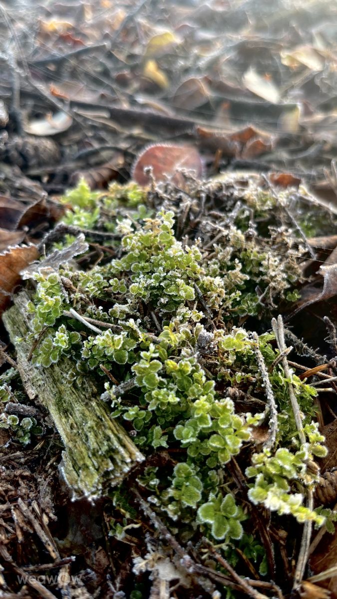 Photos météo à Teshkovo. Prévisions météo avec de superbes photos de Stassy