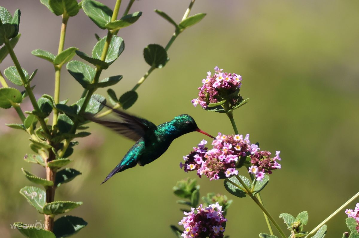Photograph VIAꓨEM_E_HISTÓЯIA, Wetter Photos Florianópolis - Weawow