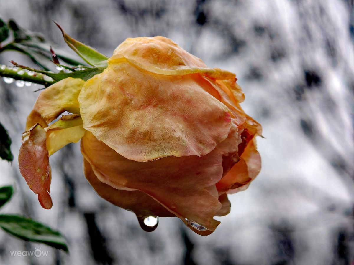 Weather Photos in Prahova. Weather forecasts with beautiful photos by Bley64