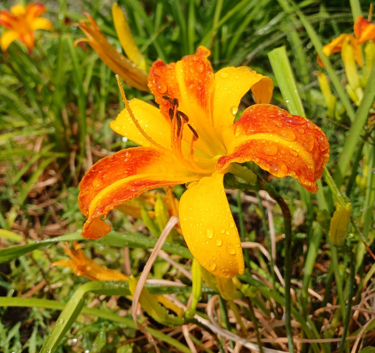 Фотографии Погоды в Краснодар. Прогнозы погоды с чудесными фотографиями, сделанными StanBarret