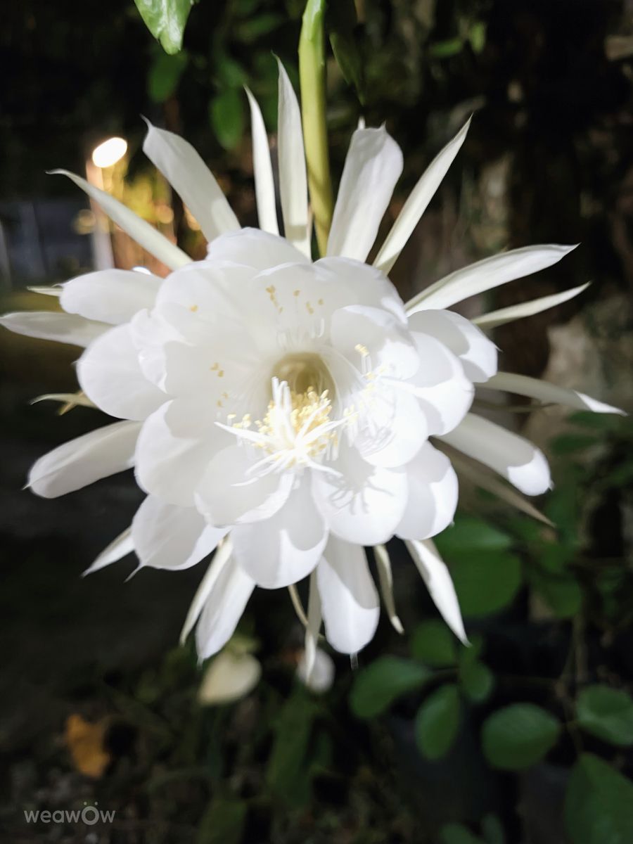 Fotógrafo VIAꓨEM_E_HISTÓЯIA, Fotos sobre el clima en Florianópolis - Weawow