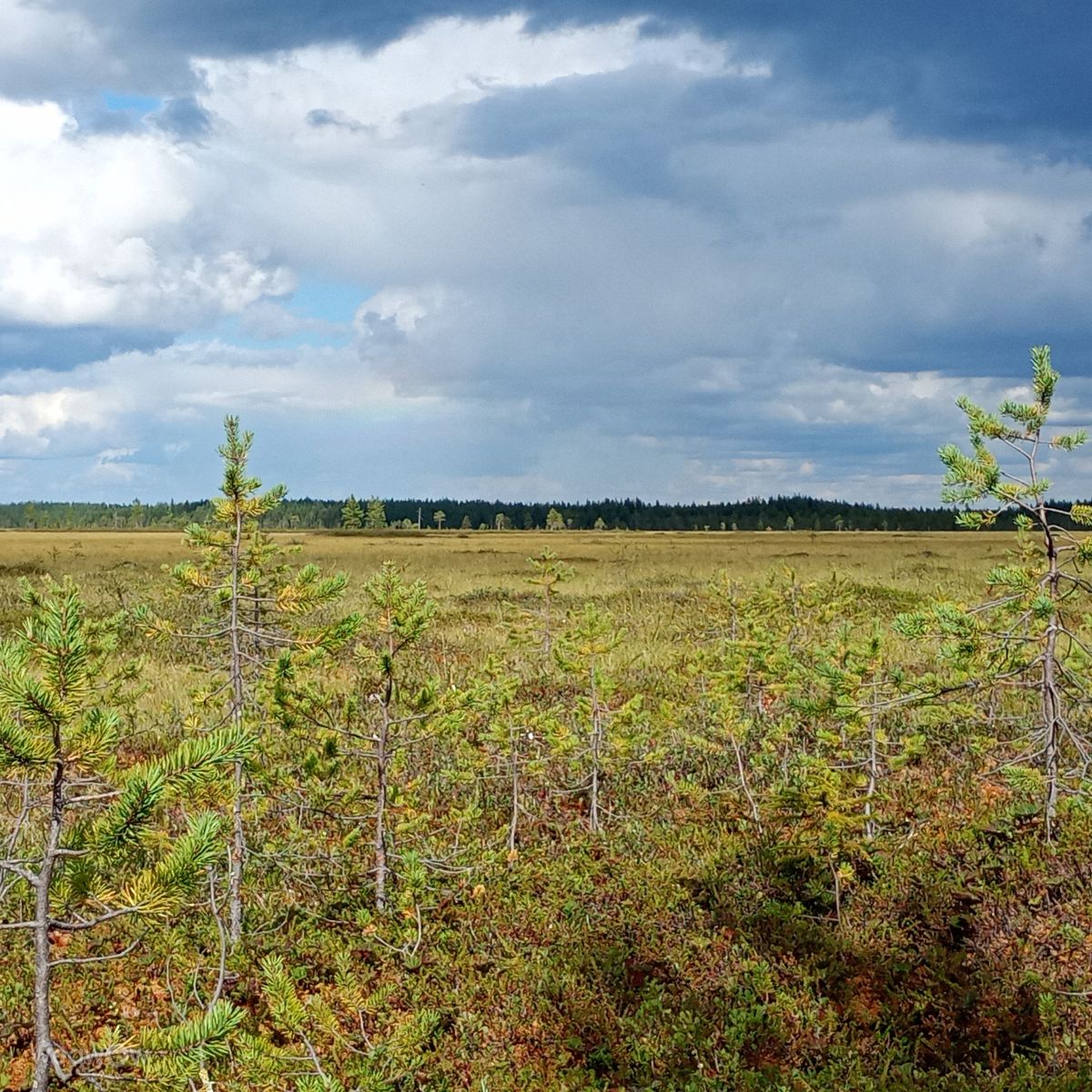 Hình ảnh Thời tiết ở Lapland. Dự báo thời tiết với những bức ảnh đẹp của Juki