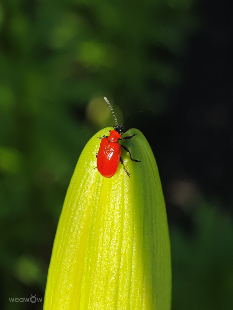 Wetter Photos Nagygeresd. Wettervorhersagen mit schönen Fotos von Győrvári Nikoletta