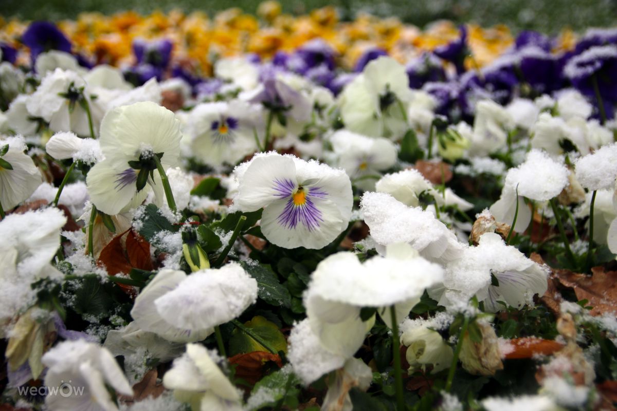 タシュケントの天気写真. A_Varjatの美しい写真による天気予報