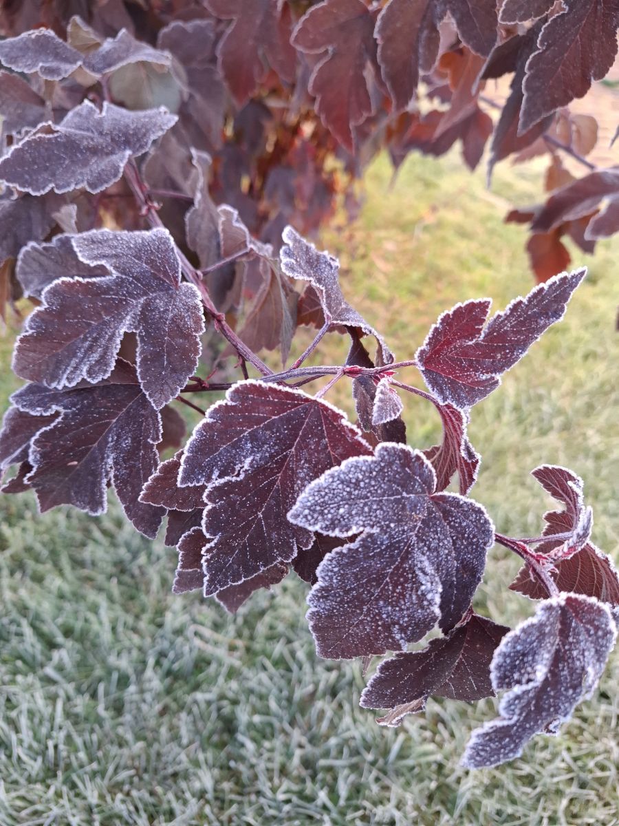 Fotos sobre el clima en Pskov. Pronósticos del tiempo con hermosas fotos de NinaP