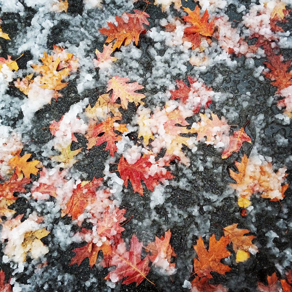 摄影师 Olena-13，Чернигов的天气照片 - Weawow