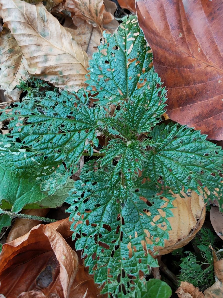 Hình ảnh Thời tiết ở Romania. Dự báo thời tiết với những bức ảnh đẹp của Mikaella