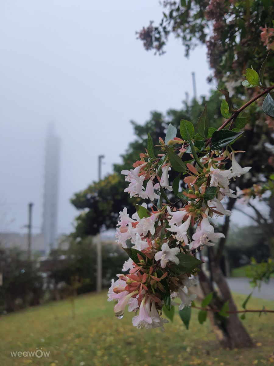 Weather forecasts with beautiful photos by carmenseijasmabil79