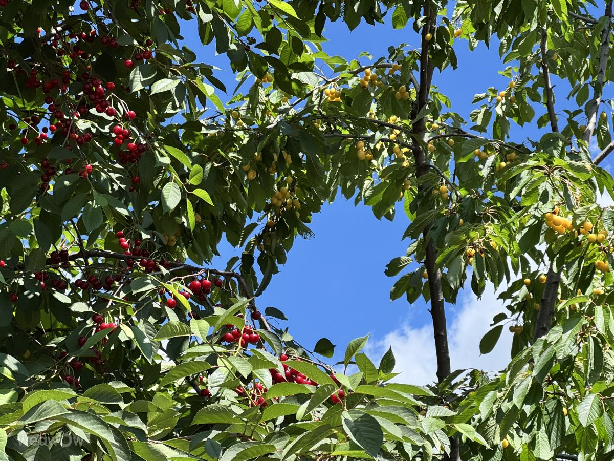 Fotos sobre el clima en Chișinău. Pronósticos del tiempo con hermosas fotos de Sonia