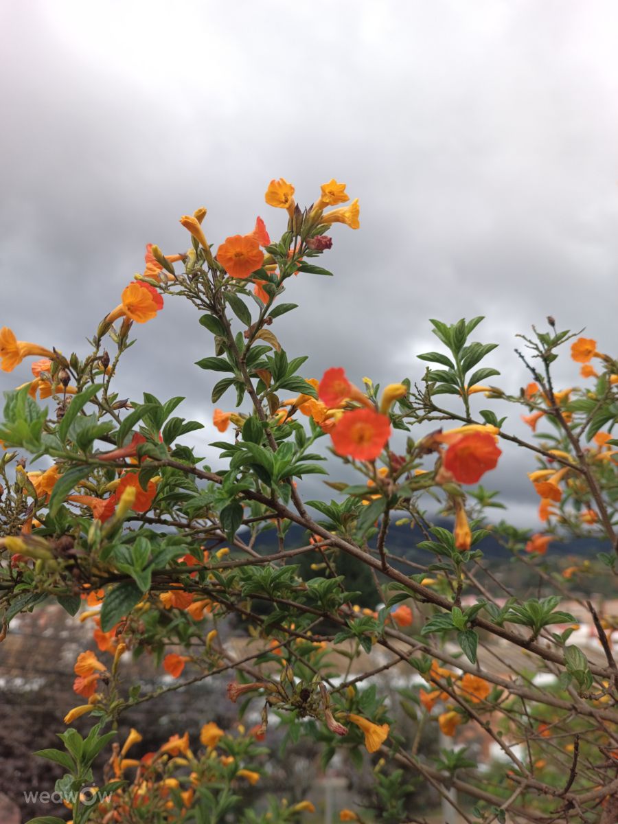 Wetter Photos Kolumbien. Wettervorhersagen mit schönen Fotos von Nelson Soler Becerra