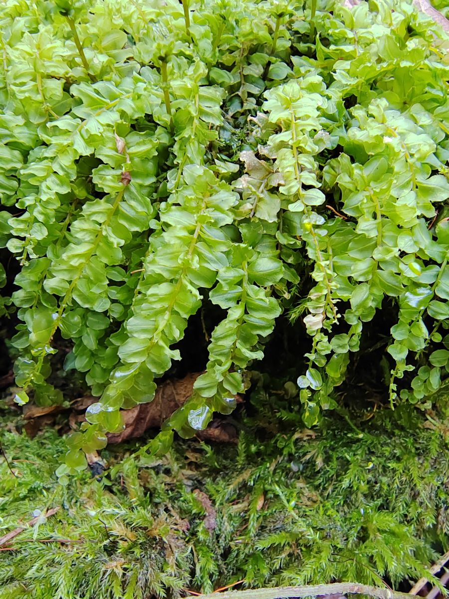 Photographe Albert_Smelovtsev, Photos météo à Roza Khutor - Weawow
