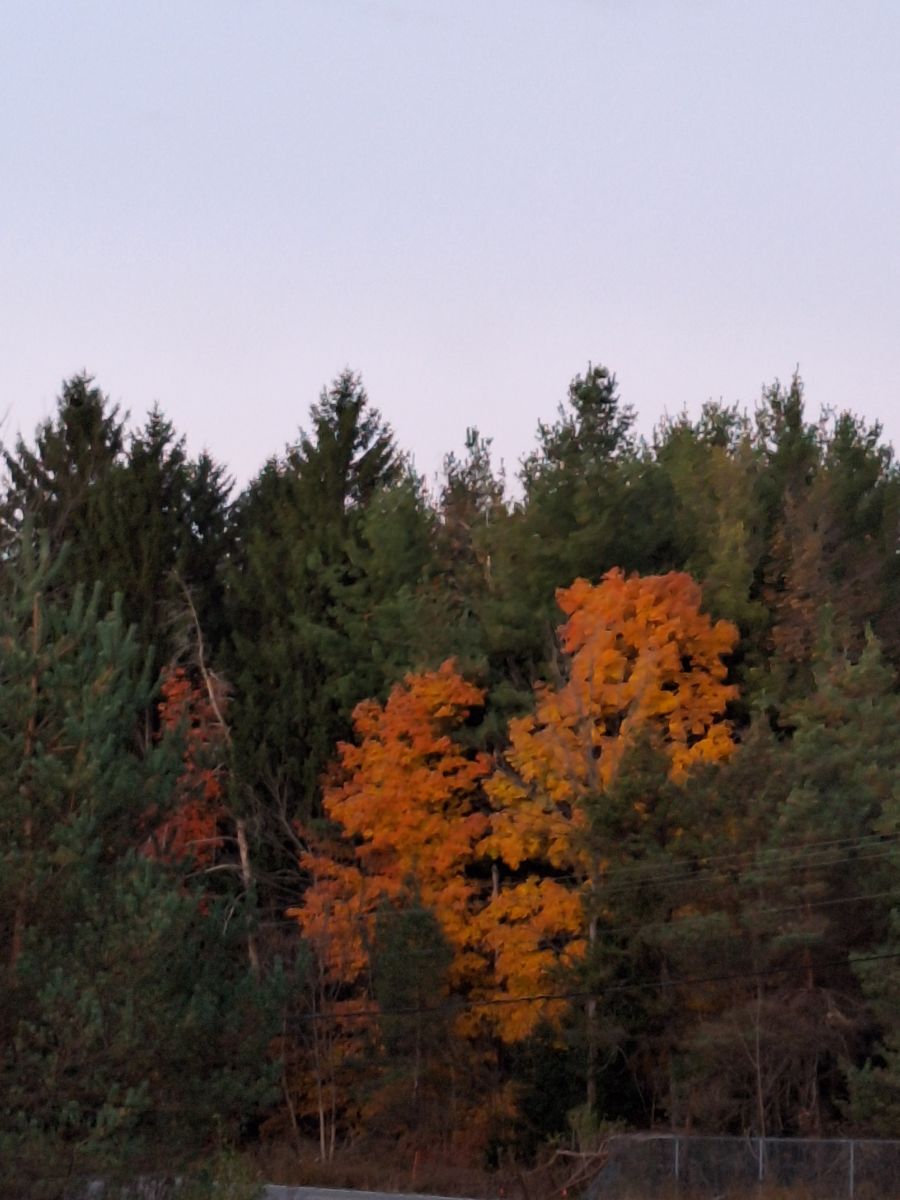 Photographer ccdn0630, Weather Photos in Barrie - Weawow