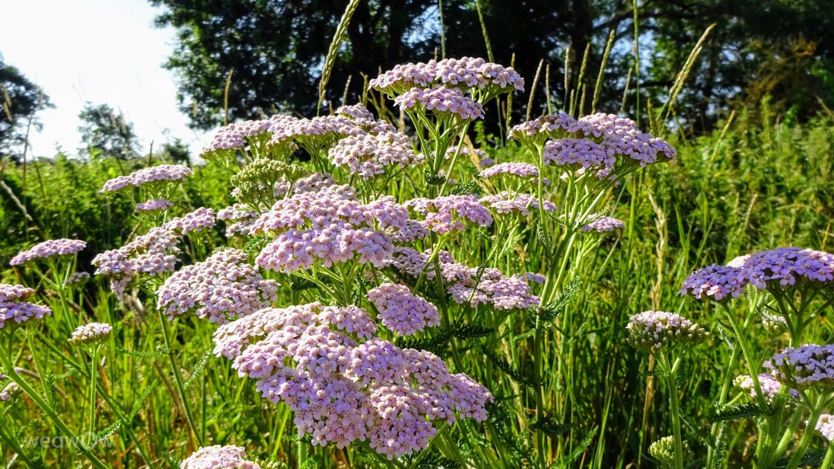 Weather Photos in United Kingdom. Weather forecasts with beautiful photos by kns666