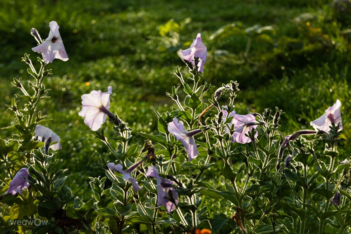 Hình ảnh Thời tiết ở Bulgaria. Dự báo thời tiết với những bức ảnh đẹp của Тодор Тодоров_fb1