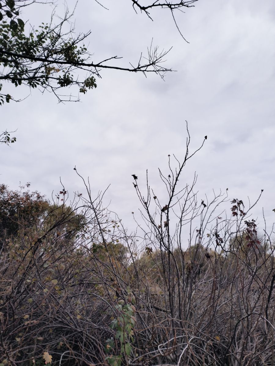 Rostov的天气照片. 天气预报，带Andy_Danskylesova精美的照片