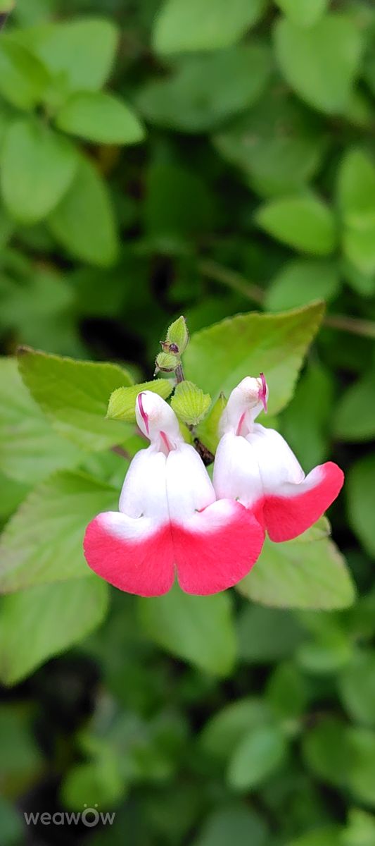 Weather Photos in Honshu. Weather forecasts with beautiful photos by umemui