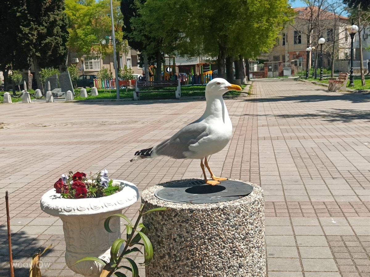 Fotos sobre el clima en Pomorie. Pronósticos del tiempo con hermosas fotos de DzhVI
