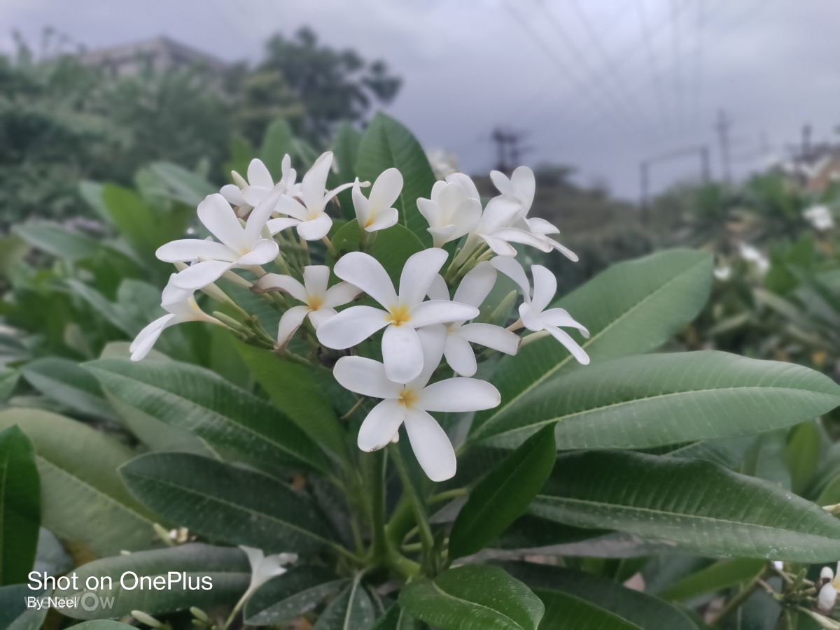 Weather Photos in Himachal Pradesh. Weather forecasts with beautiful photos by Blulotus