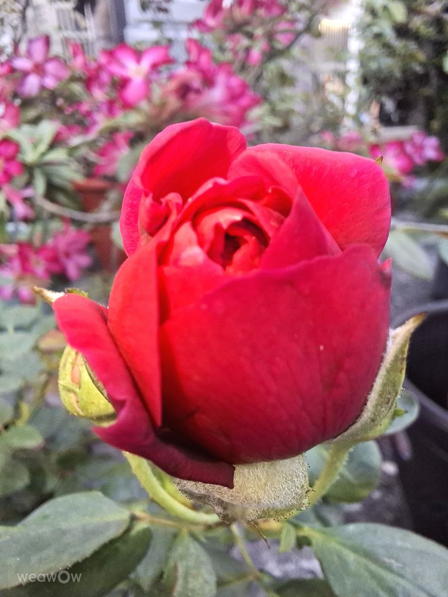 Photographe Wen-ya Huang, Photos météo à Kaohsiung - Weawow