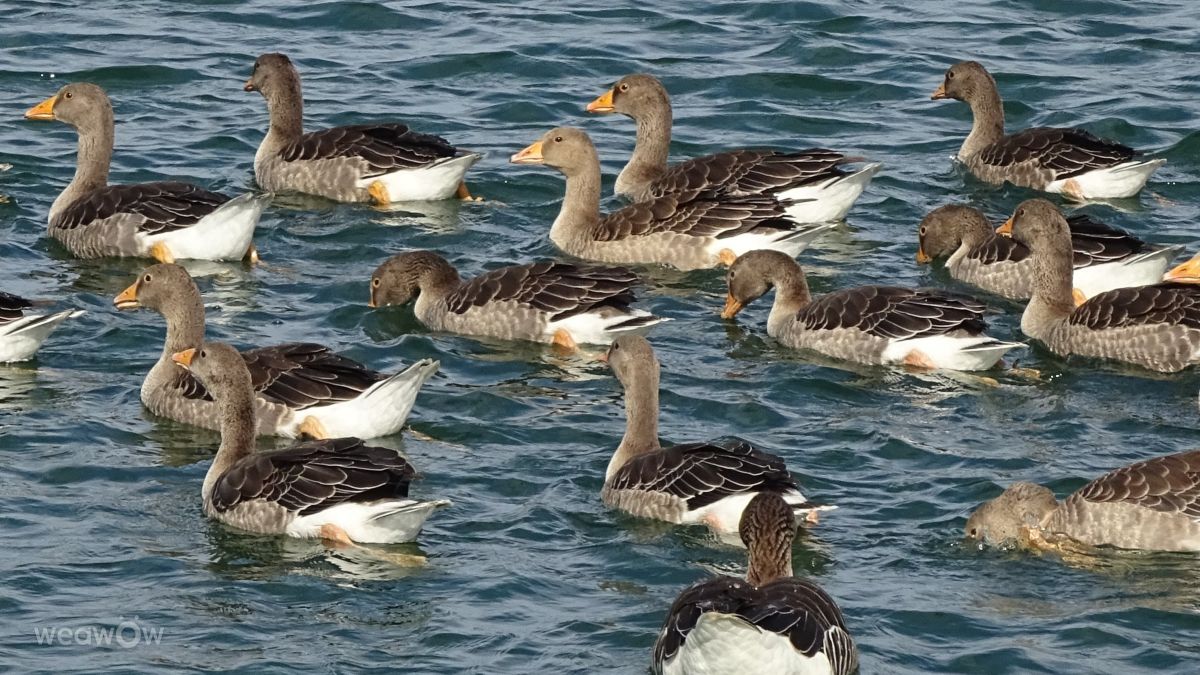 Photographer kns666, Weather Photos in Yarwell Mill Country Park - Weawow