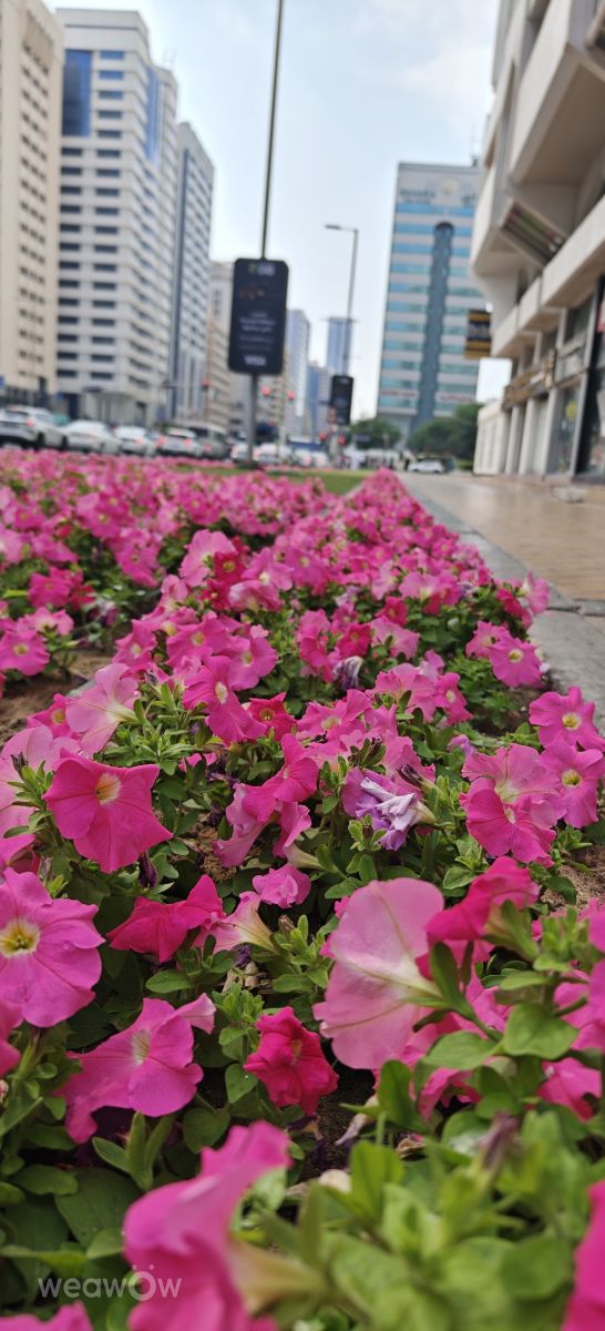 Fotos do tempo em Abu Dabi. Previsões do tempo com lindas fotos de MakiCami