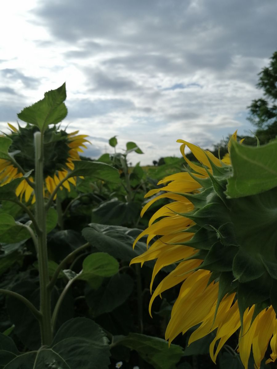 Weather Photos in Austria. Weather forecasts with beautiful photos by Augustin
