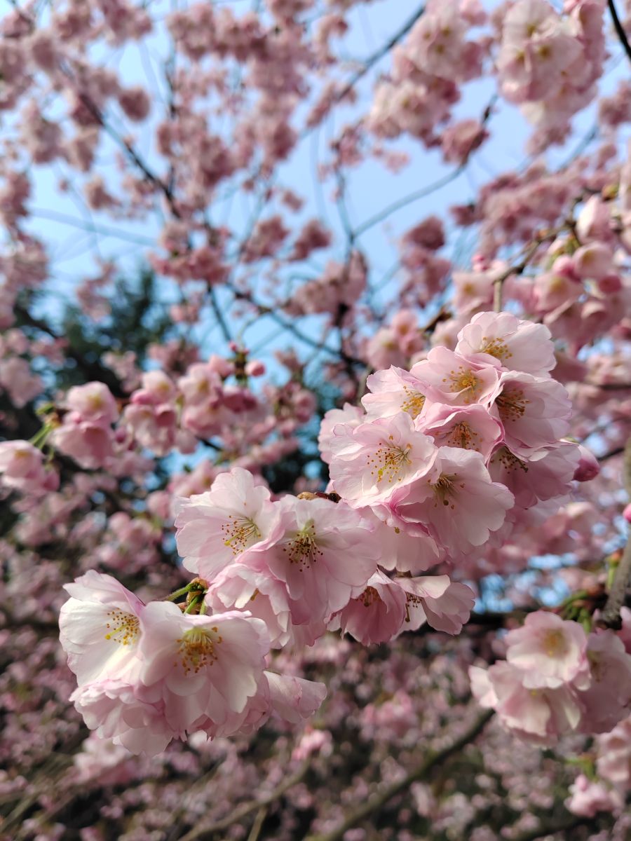 Photographe Albert_Smelovtsev, Photos météo à Roza Khutor - Weawow