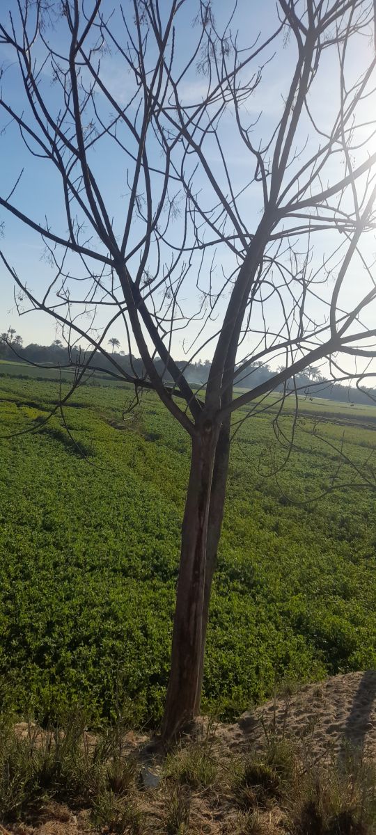 Weather Photos in Sharqia. Weather forecasts with beautiful photos by مصطفى سلطح