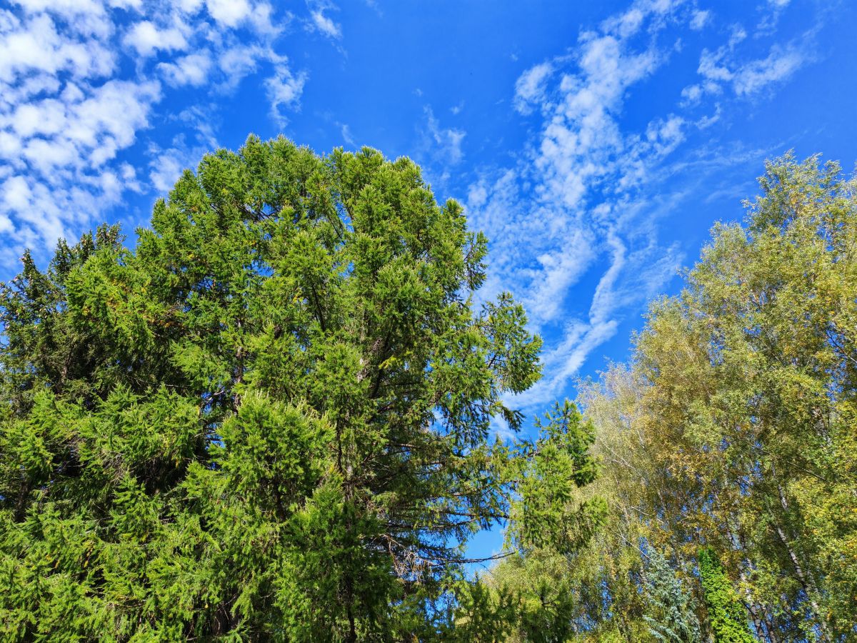 Фотографии Погоды в Ярославль. Прогнозы погоды с чудесными фотографиями, сделанными mouser