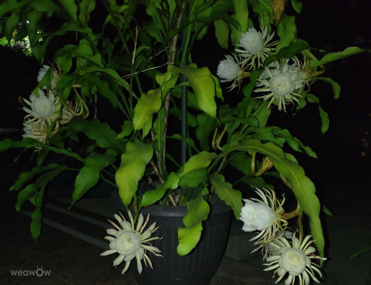 Photographer Wen-ya Huang, Weather Photos in Kaohsiung City - Weawow