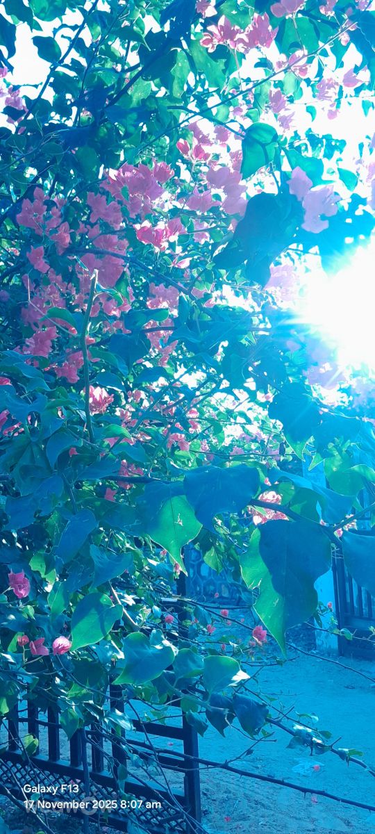 Фотографии Погоды в Раджастхан. Прогнозы погоды с чудесными фотографиями, сделанными Rupa Ram Bawari