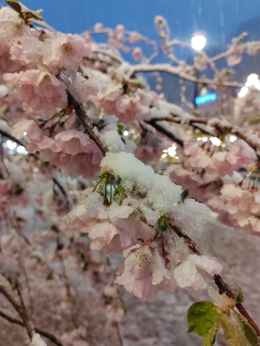 Photographe Albert_Smelovtsev, Photos météo à Roza Khutor - Weawow