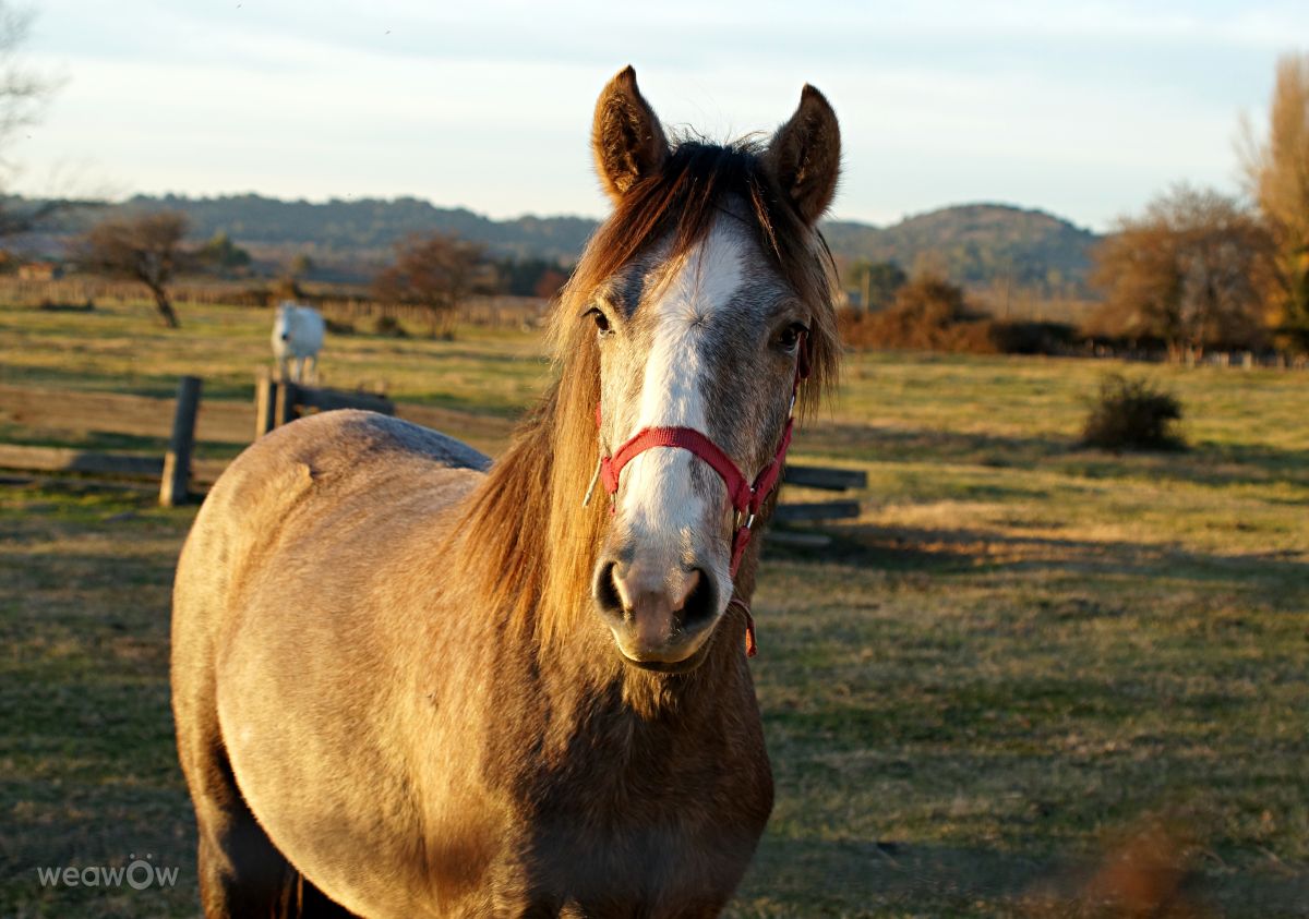 Photographer tony5636, Weather Photos in Calvisson - Weawow