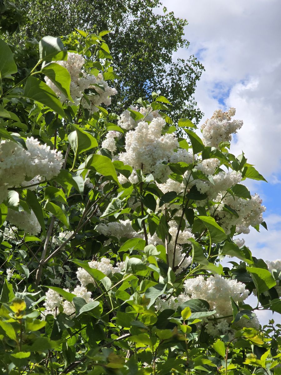 Weather Photos in Vyshneve. Weather forecasts with beautiful photos by Ihor_ua