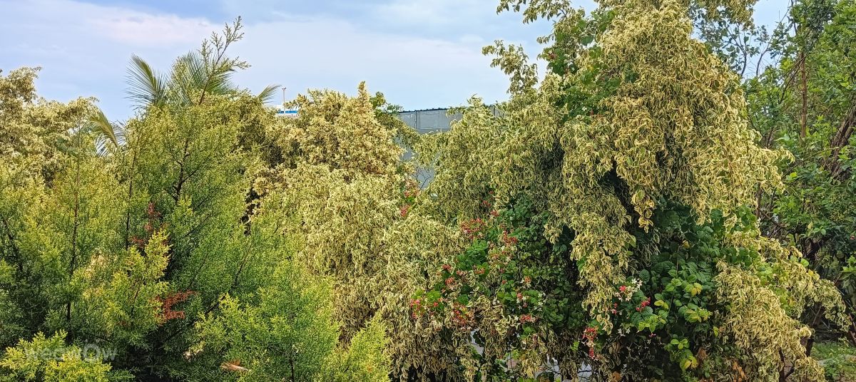 Bijapurの天気写真. Lakshmikanthaの美しい写真による天気予報