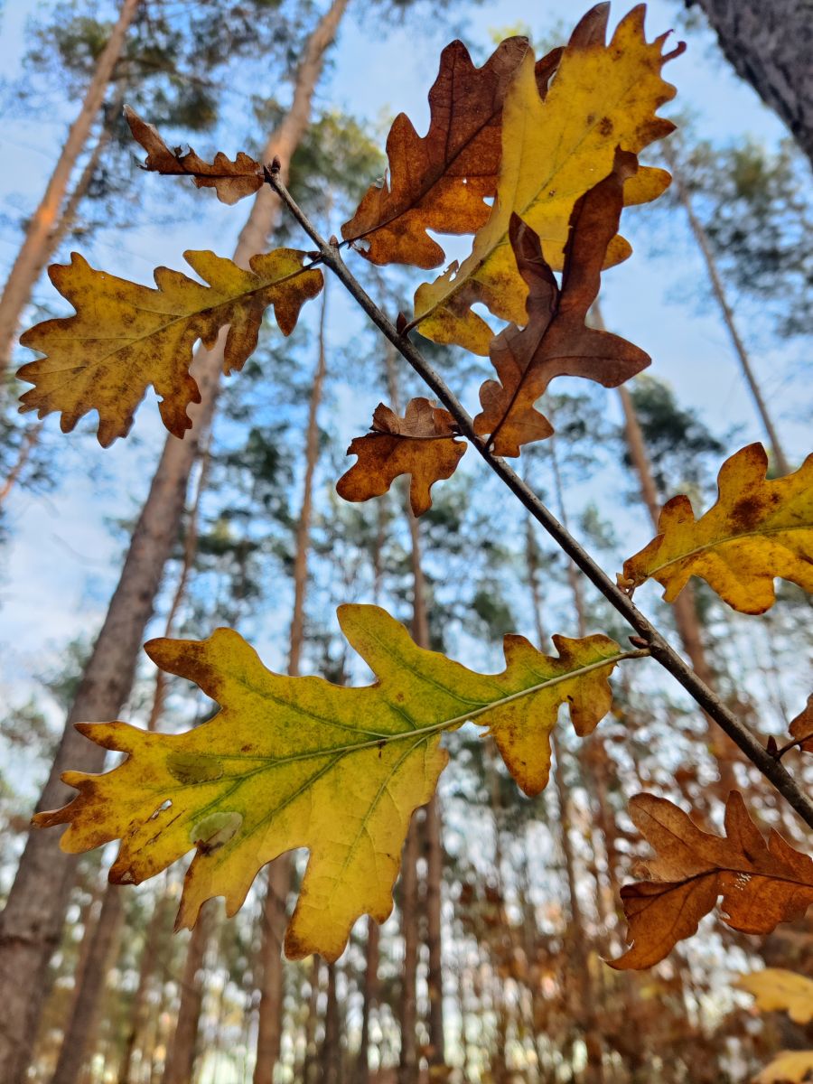 Kladow的天气照片. 天气预报，带Zorrra精美的照片