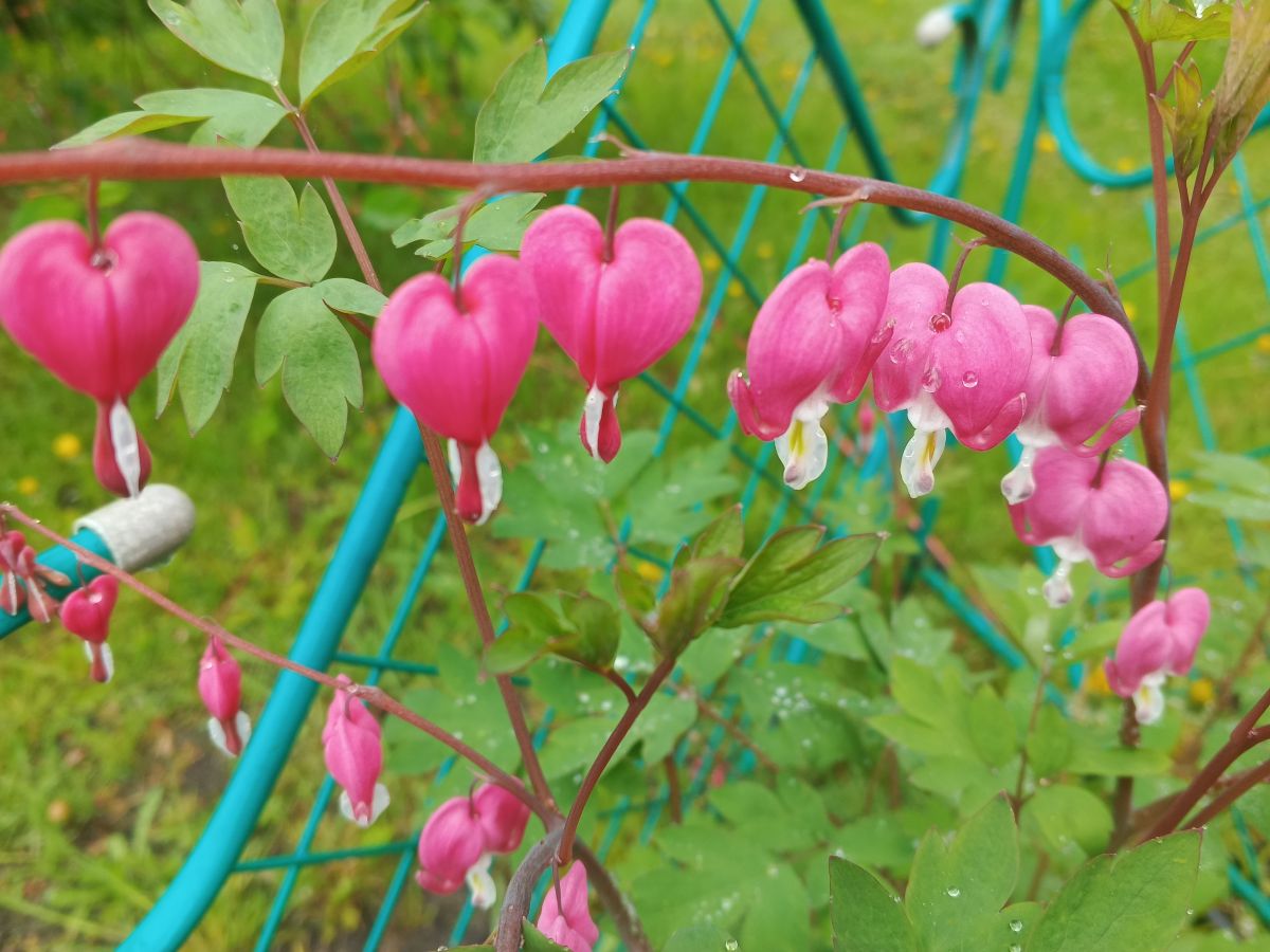 Hình ảnh Thời tiết ở Vladimir Oblast. Dự báo thời tiết với những bức ảnh đẹp của SerGo1488