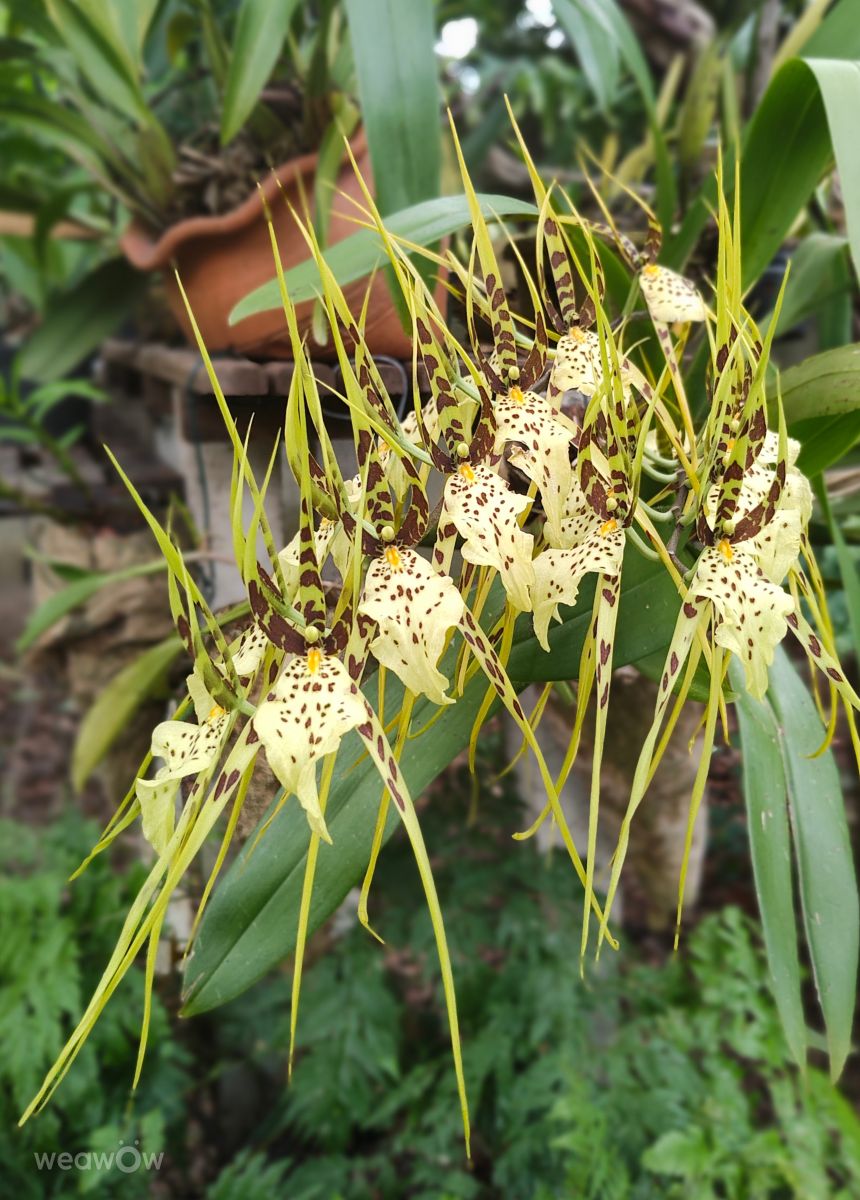 Wetter Photos Florianópolis. Wettervorhersagen mit schönen Fotos von VIAꓨEM_E_HISTÓЯIA