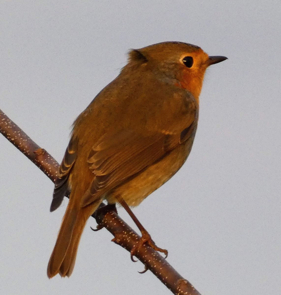 Fotógrafo fwerner, Fotos sobre el clima en Elsfleth - Weawow