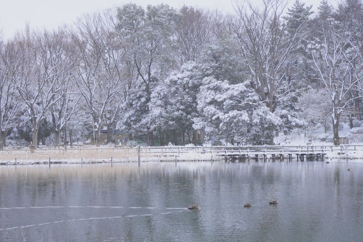 Pronósticos del tiempo con hermosas fotos de maora